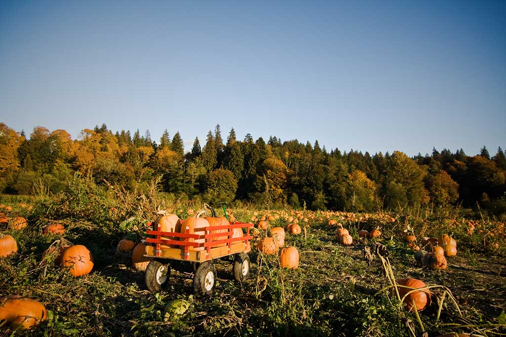 Visit pumpkin patch